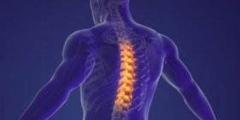 Digital illustration of a spinal cord